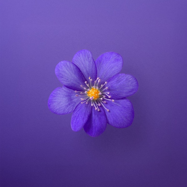 Cover art for 'Violet' by Isaiah Dreads and Zdot.